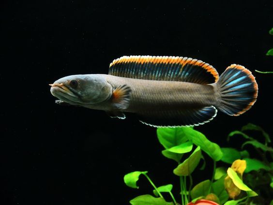 Ikan Air T...