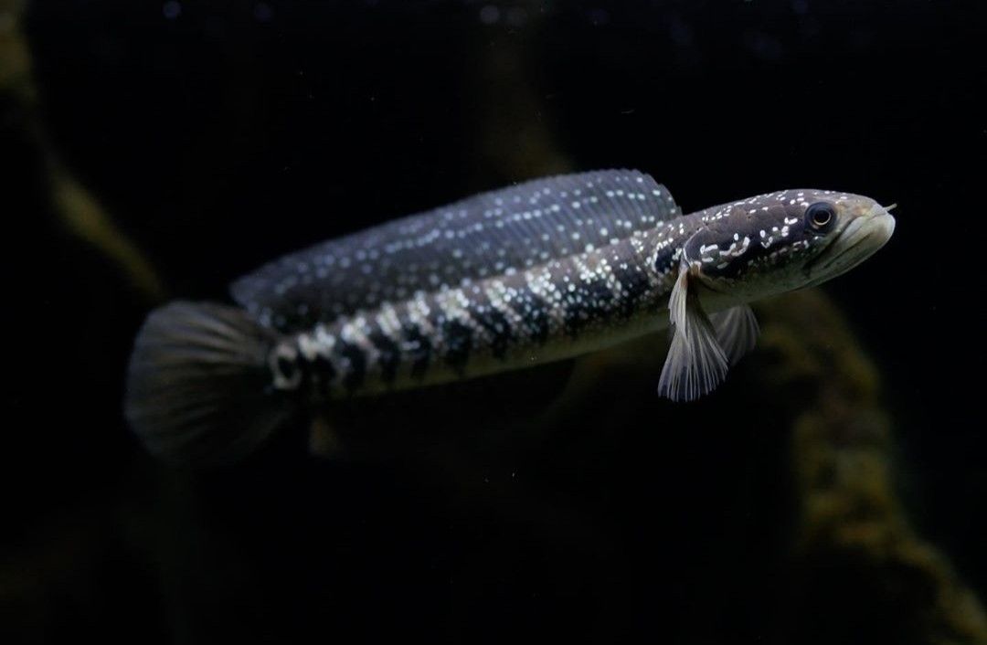 Ikan Gabus...