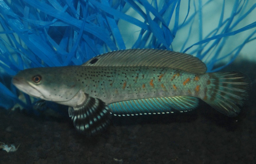 Ikan Gabus...