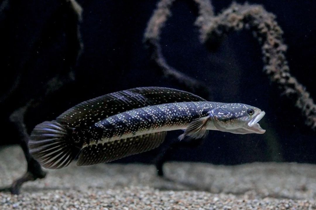 Ikan Gabus...